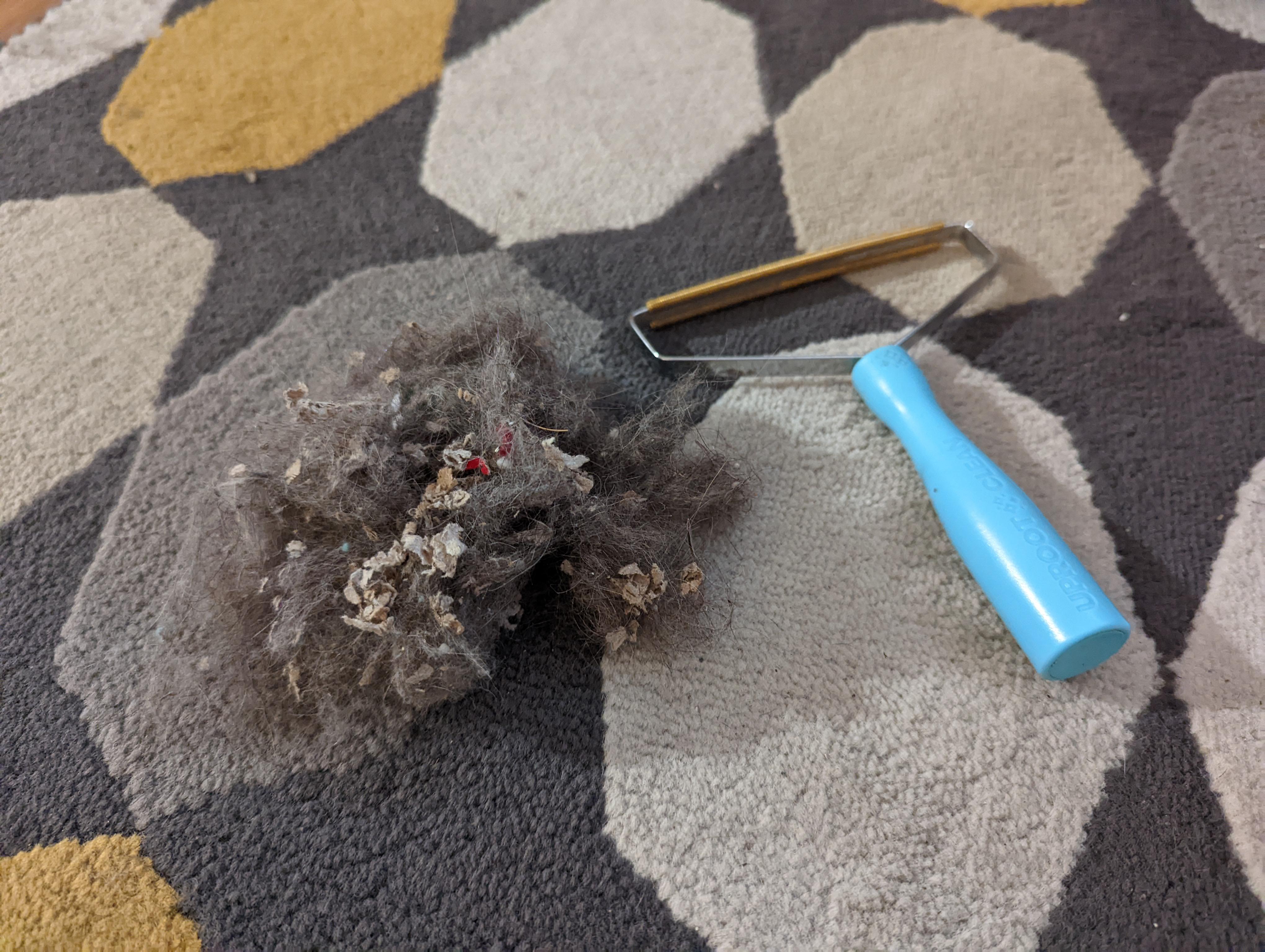 A scraper tool pulling up a thick pile of hidden pet hair from a carpet that was just vacuumed